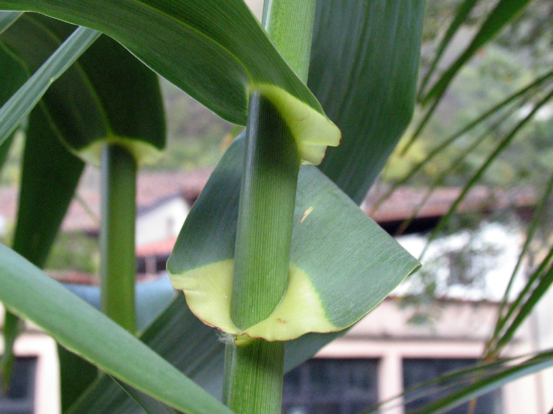 Arundo donax L. / Canna domestica.